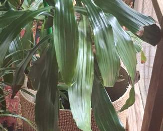 Dracaena fragrans Massangeana Corn Plant B