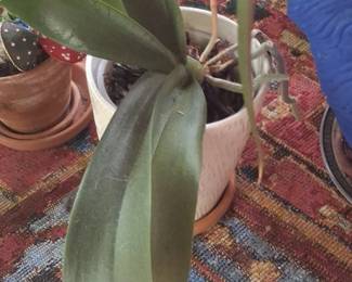 Dracaena Fragrans Massangeana Corn Plant in Decorative Pot second image