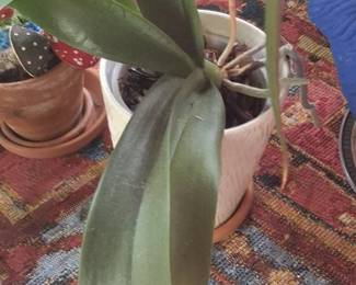 Dracaena Fragrans Massangeana Corn Plant in Decorative Pot third image