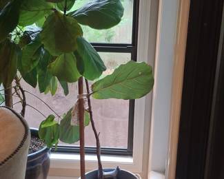 Fiddle Leaf Fig Tree Ficus lyrata