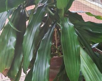 Dracaena fragrans Massangeana Corn Plant