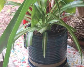 Hawaiian Spider Plant in Ceramic Pot