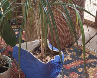Dracaena Fragrans Massangeana Corn Plant in Decorative Pot