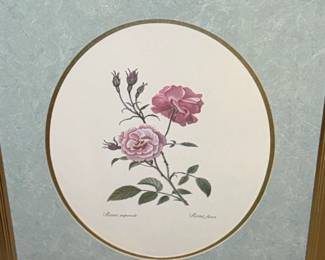 PierreJoseph Redout Botanical Rose Prints Set of  second image