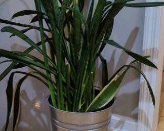 Sansevieria Trifasciata Laurentii Snake Plant