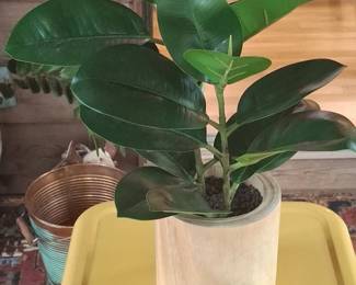 Rubber Plant Ficus elastica in Wooden Pot
