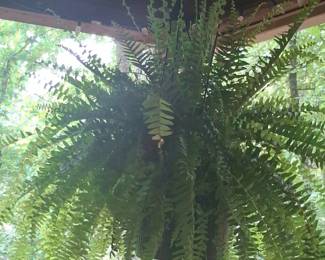 Boston Fern Hanging Basket