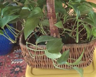 Pothos Plant in Wicker Basket