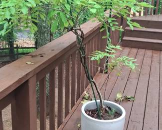 Potted Brazilian Rain Tree
