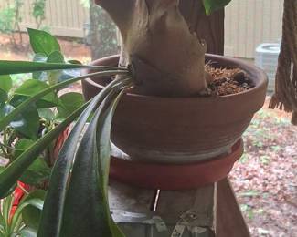 Platycerium bifurcatum Common Staghorn Fern second image