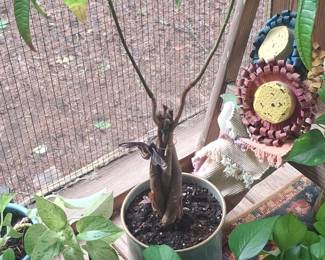 Braided Money Tree Pachira aquatica