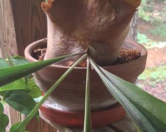 Platycerium bifurcatum Common Staghorn Fern