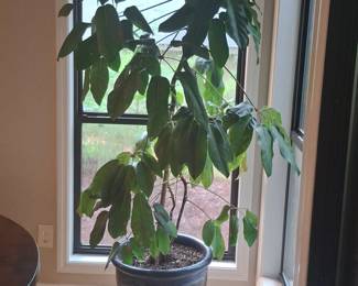Schefflera Arboricola Dwarf Umbrella Tree