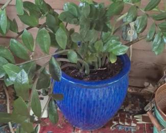 ZZ Plant Zamioculcas zamiifolia in Blue Ceramic Pot