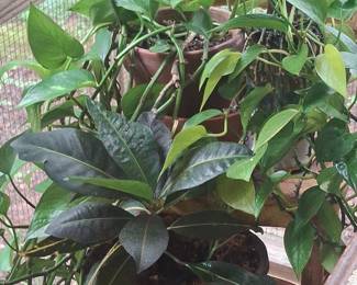 Pothos and Croton Plant Assortment in Decorative Planters