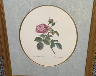 PierreJoseph Redout Botanical Rose Prints Set of 