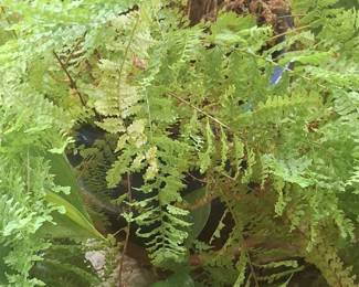 Cotton Candy Fern
