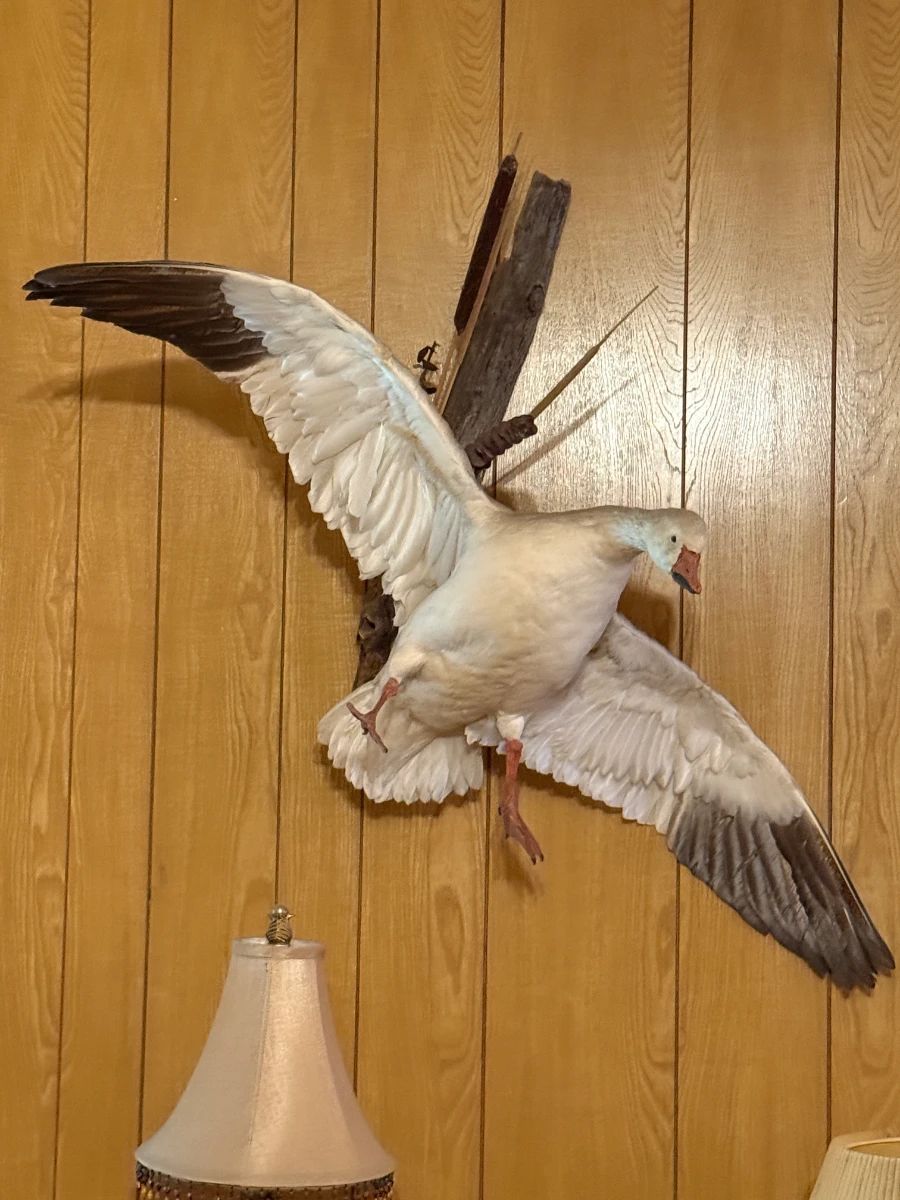 Ross / Snow Goose Taxidermy Mount on Driftwood