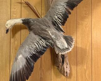 Blue Morph Snow Goose Taxidermy Mount on Driftwood