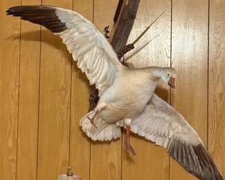 Ross / Snow Goose Taxidermy Mount on Driftwood