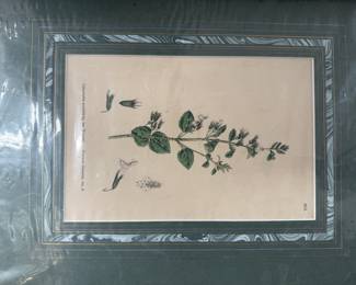 Botanical prints, matted and unframed