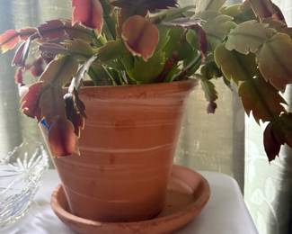 Christmas Cactus
