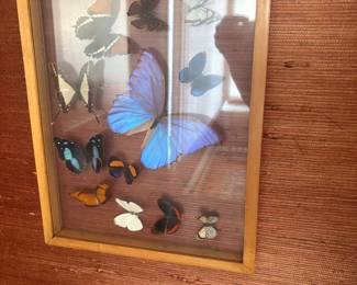 butterfly (4)