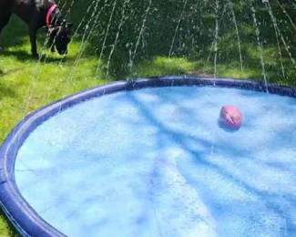 Pet related items. Dog cooling pool