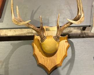 Mounted Deer Antlers 