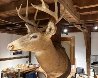 Deer Mount