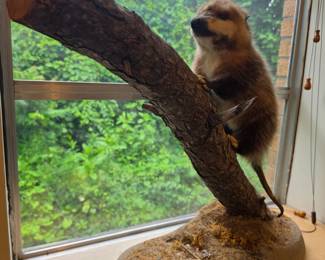 Taxidermy Raccoon on Branch Display