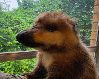 Taxidermied Coatimundi
