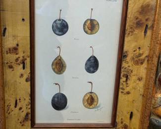 1905 U.S. Department of Agriculture Yearbook Lithograph of Plums