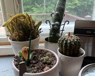 Plants
