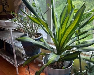 Potted Plants