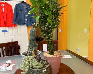 Plants