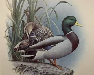 Steve Dollars Signed Print morning Serenity, David A Maass Canvasbacks Duck Stamp Print