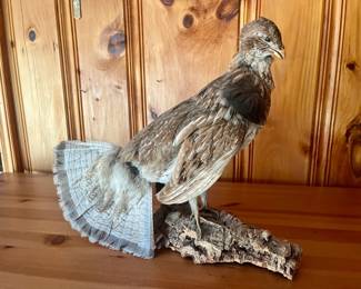 Ruffed Grouse Taxidermy Mount