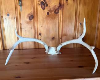 rustic whitetail deer antlers attached to a skull plate