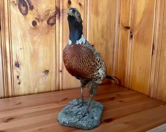 Taxidermied Pheasant