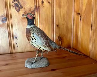 Taxidermied Pheasant