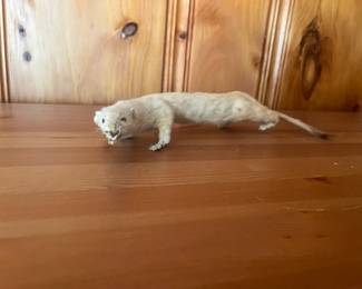Taxidermied Stoat or Ermine