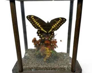 Preserved Butterfly in Display Case