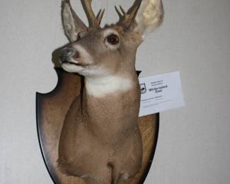 WHITETAIL BUCK MOUNT
