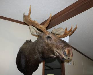 MOOSE MOUNT
