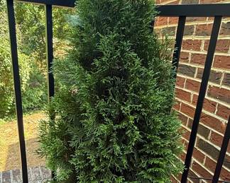 Emerald Green Arborvitae Tree in Pot