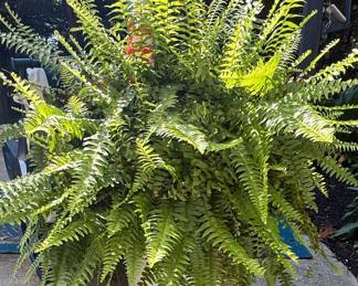 Boston Fern Plant in Pot