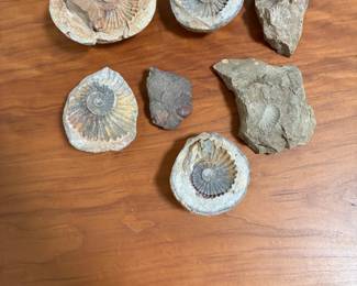 Fossils