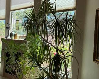 Live plants