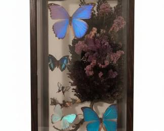 Framed Taxidermy Butterfly Display with Blue Morpho Butterflies